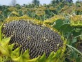 乌拉特中旗天气预报，乌拉特中旗天气预报未来15天？