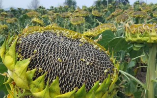 乌拉特中旗天气预报，乌拉特中旗天气预报未来15天？