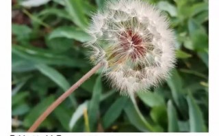 预报天气的十种植物，预报天气的十种植物名称？