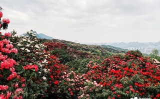 风景区天气预报查询？古牛降风景区天气预报查询？