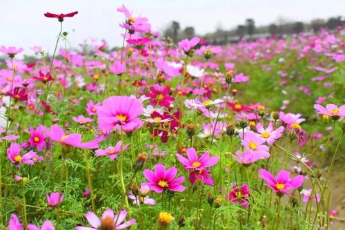 肇东天气预报一周,肇东天气预报一周7天查询结果是什么情况-第2张图片-巾百福 肇东天气预报一周,肇东天气预报一周7天查询结果是什么情况-第2张图片-巾百福