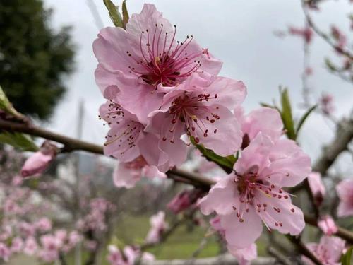 河南鹤壁天气预报?河南鹤壁天气预报15天查询?-第5张图片-巾百福 河南鹤壁天气预报?河南鹤壁天气预报15天查询?-第5张图片-巾百福
