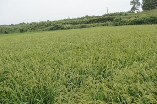 江西上饶天气怎么样?上饶明天的天气怎么样?-第2张图片-巾百福 江西上饶天气怎么样?上饶明天的天气怎么样?-第2张图片-巾百福